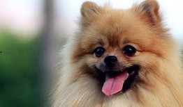 博美犬可以吃蜜瓜嘛视频,安全与注意事项