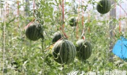 陇南吃瓜事件视频最新,一场引发热议的网络风波