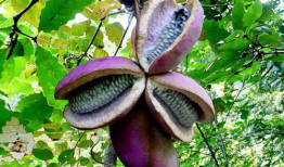 美女吃八月瓜的视频,美女大快朵颐，尽享田园时光