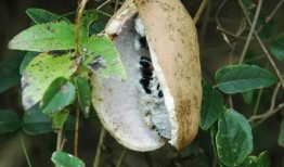 晚上吃八月瓜视频,品味自然甘甜