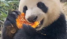 大熊猫宝宝吃兰瓜视频