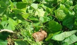 土耳瓜能做啥菜吃呢视频,创意菜谱大揭秘