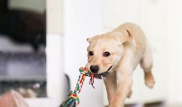 狗狗吃瓜素材视频下载,狗狗吃瓜视频萌态十足，萌宠美食瞬间走红网络