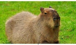 水豚吃瓜的真实视频