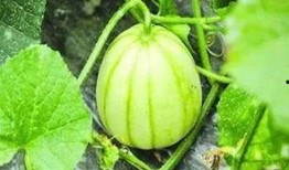 亭林瓜怎么吃才好吃视频