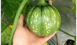 贵州道教吃瓜视频,揭秘古老信仰与现代生活的交融