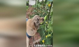 吃瓜小狗现场教育视频,揭秘娱乐圈那些不为人知的秘密