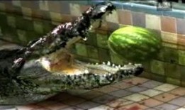 大动物吃瓜视频,萌态百出，萌翻网友