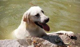 小狗会吃哈密瓜吗视频,揭秘哈密瓜在狗狗世界中的受欢迎程度