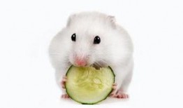 小仓鼠可以吃籽瓜吗视频,健康零食还是禁忌食物？