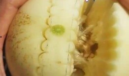 带篮子吃瓜视频,揭秘网络短视频的趣味与魅力