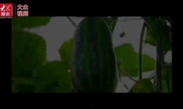 看花和吃瓜视频,一场视觉与味蕾的双重盛宴