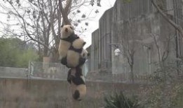 大熊猫宝宝吃兰瓜视频