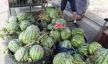 重庆信鼎吃瓜事件视频,一场网络热议的瓜田奇谈