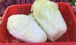 徐州大白妈吃瓜视频曝光