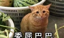 吃货大飞卖瓜视频,视频揭秘瓜王争霸赛