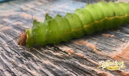 吃瓜吃到虫了怎么处理视频,教你如何巧妙处理