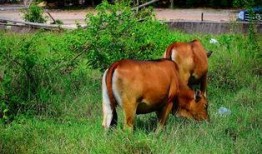 牛吃老瓜的视频大全集下载,视频大全集下载精华回顾