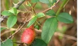 大弟吃金佛手瓜视频,趣味横生美食体验