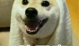 吃瓜视频情侣头像,揭秘吃瓜视频情侣头像背后的浪漫故事