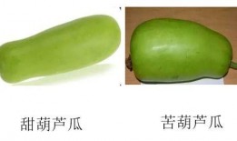 吃鸡葫芦瓜视频大全,趣味横生的美食挑战盛宴