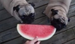 小狗会吃哈密瓜吗视频,揭秘哈密瓜在狗狗世界中的受欢迎程度