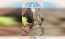 吃瓜吸猫少女视频,少女的吃瓜吸猫日常