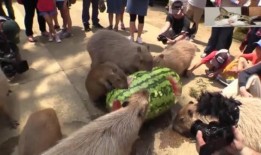 水豚吃瓜的真实视频