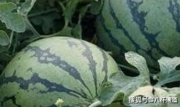 祥云路吃瓜原视频,现场直击，揭秘幕后真相