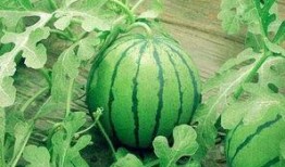 新疆小网红吃瓜视频下载,揭秘瓜界新宠儿的魅力瞬间