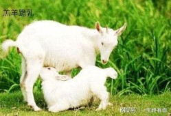 小羊吃瓜视频群,欢乐互动，趣味横生的羊群生活