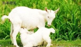 小羊吃瓜视频群,欢乐互动，趣味横生的羊群生活