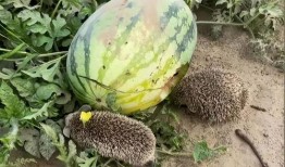 吃瓜被抓的视频真实图片,网络热议引发社会关注