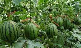 郑州工商吃瓜视频,一场意外引发的全民围观