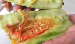 吃酥瓜有什么害处吗视频,酥瓜美味背后的潜在危害揭秘