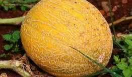 吃瓜视频小皮,揭秘娱乐圈幕后故事