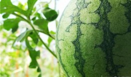 林清平吃瓜视频资源,揭秘娱乐圈幕后故事