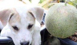 不给狗吃蜜瓜可以吗视频,揭秘为何狗狗不宜食用