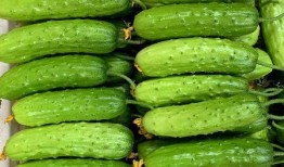 吃生瓜蔬菜直播视频,生瓜蔬菜新鲜吃法大揭秘