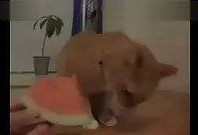 搞笑带货直播吃瓜视频下载,带你领略带货新风尚