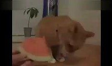 搞笑带货直播吃瓜视频下载,带你领略带货新风尚