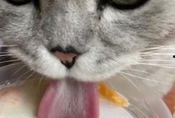 猫咪吃哈密瓜的故事视频,一场甜蜜的味蕾冒险