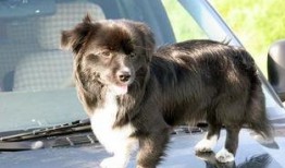 小狗会吃哈密瓜吗视频,揭秘哈密瓜在狗狗世界中的受欢迎程度