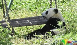 大熊猫宝宝吃兰瓜视频