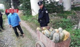 金乡网红吃瓜事件视频,一场网络狂欢背后的真相揭秘