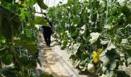 西昌吃瓜真实视频大全,现场视频大盘点