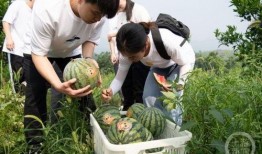 重庆信鼎吃瓜事件视频,一场网络热议的瓜田奇谈