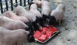 犀牛吃瓜视频大全集播放,趣味盎然的大自然奇观集锦