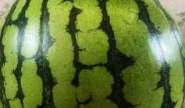 吃瓜动作表演视频大全,趣味十足！吃瓜动作表演视频大盘点