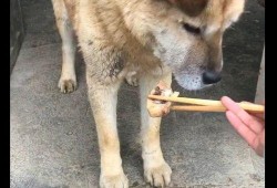 广州东山土狗吃瓜视频曝光